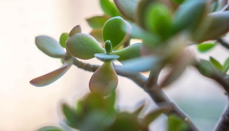 燕子掌植物怎么养，适宜的土壤和水份最关键