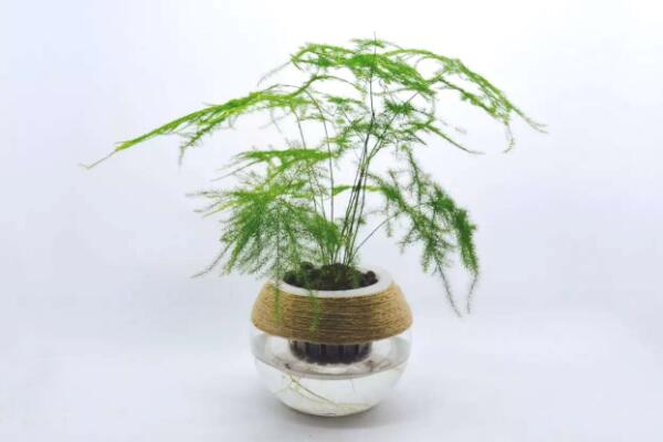 文竹泡水里能长根吗，文竹水培方法介绍