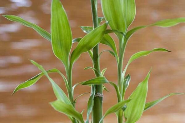 富贵竹水养生根方法，富贵竹快速生根的四个技巧