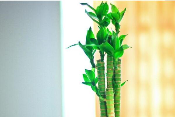富贵竹水养生根方法，富贵竹快速生根的四个技巧