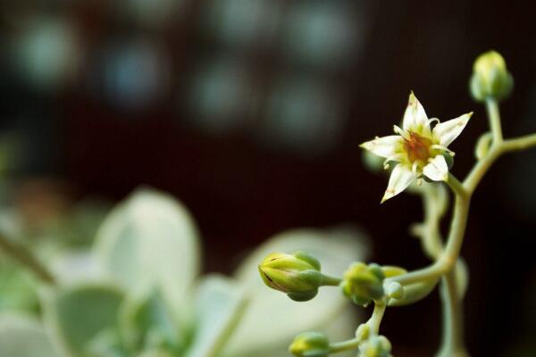 宝石花和观音莲的区别,详细介绍叶子和花朵的不同